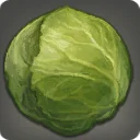 Midland Cabbage