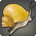 Acorn Snail
