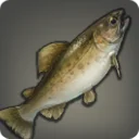 Warmwater Trout