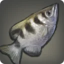 Fountfish