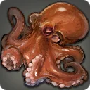 Koromo Octopus