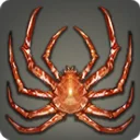 Spider Crab