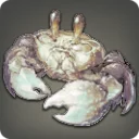 Carpenter Crab