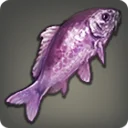 紫彩魚