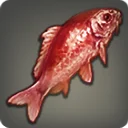 赤彩魚