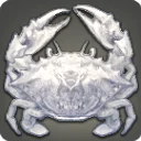 Albino Rock Crab