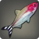 Rummy-nosed Tetra
