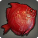 Deepbody Boarfish