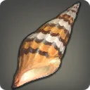 Spearhead Snail