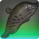 Onyx Knifefish