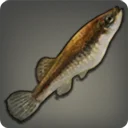 Deadleaf Minnow