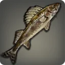 Sauger