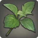 Fragrant Steppe Herb