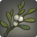 Oddly Delicate Mistletoe