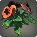 Orange Violas