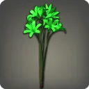 Green Triteleia