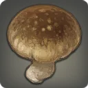 Rarefied Shiitake Mushroom