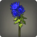 Blue Chrysanthemums
