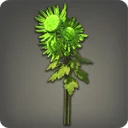 Green Chrysanthemums
