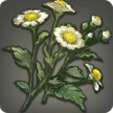 Rarefied Kozama'uka Chamomile