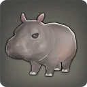 Hippo Calf