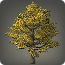 Autumnal Ginkgo Tree