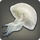 Island Jellyfish