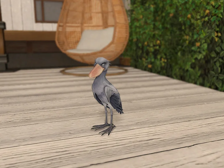 Shoebill