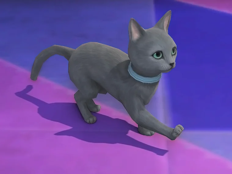 Bluecoat Cat - Image